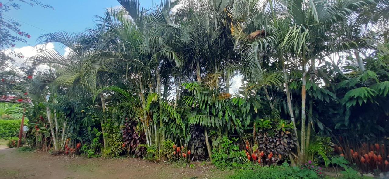 Jardin Entre Montanas Bed & Breakfast Bijagua Exterior foto