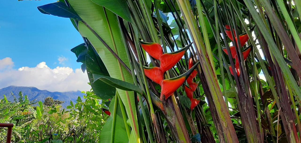 Jardin Entre Montanas Bed & Breakfast Bijagua Exterior foto