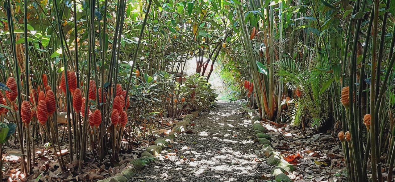 Jardin Entre Montanas Bed & Breakfast Bijagua Exterior foto